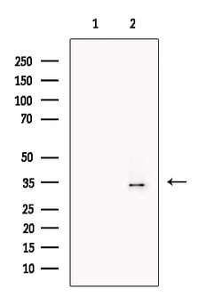 Invitrogen HOXA4 Polyclonal Antibody 100 &mu;L; Unconjugated:Antibodies,
