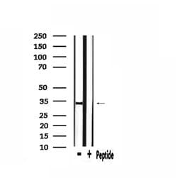Invitrogen HP1 gamma Polyclonal Antibody 100 &mu;L; Unconjugated:Antibodies,