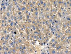 Invitrogen HSD11B1 Polyclonal Antibody 100 &mu;L; Unconjugated:Antibodies,
