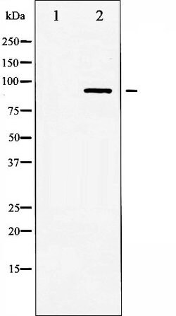 Invitrogen HSL Polyclonal Antibody 100 &mu;L; Unconjugated:Antibodies,