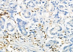 Invitrogen ICOS (CD278) Polyclonal Antibody 100 &mu;L; Unconjugated:Antibodies,