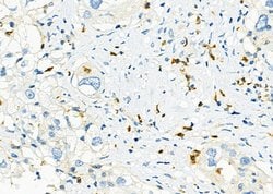 Invitrogen ICOS (CD278) Polyclonal Antibody 100 &mu;L; Unconjugated:Antibodies,