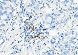 Invitrogen ICOS (CD278) Polyclonal Antibody 100 &mu;L; Unconjugated:Antibodies,