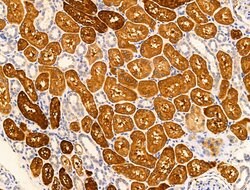 Invitrogen IEX-1 Polyclonal Antibody 100 &mu;L; Unconjugated:Antibodies,