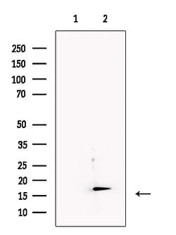 Invitrogen IEX-1 Polyclonal Antibody 100 &mu;L; Unconjugated:Antibodies,