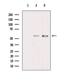 Invitrogen Human IgA Polyclonal Antibody 100 &mu;L; Unconjugated:Antibodies,