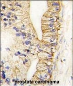 Invitrogen CDH7 Polyclonal Antibody 400 &mu;L; Unconjugated:Antibodies,