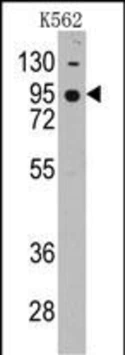 Invitrogen CDH7 Polyclonal Antibody 400 &mu;L; Unconjugated:Antibodies,