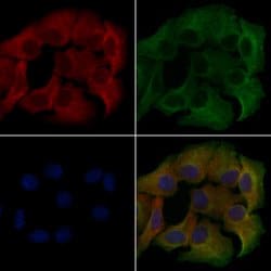 Invitrogen CD218a (IL-18Ra) Polyclonal Antibody 100 &mu;L; Unconjugated:Antibodies,