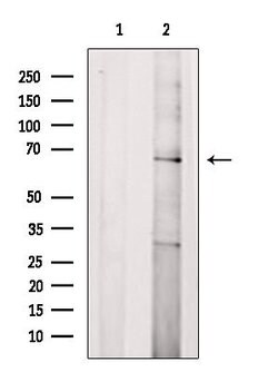 Invitrogen CD218a (IL-18Ra) Polyclonal Antibody 100 &mu;L; Unconjugated:Antibodies,