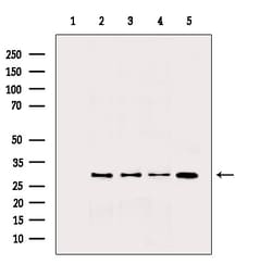Invitrogen IL-4 Polyclonal Antibody 100 &mu;L; Unconjugated:Antibodies,