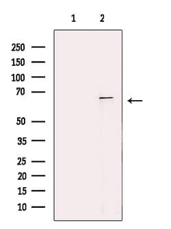 IL4I1 Polyclonal Antibody:Antibodies, Polyclonal