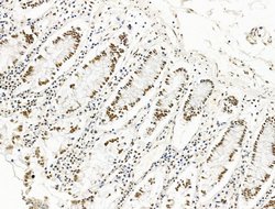 Invitrogen ILF1 Polyclonal Antibody 100 &mu;L; Unconjugated:Antibodies,