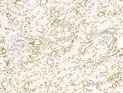 Invitrogen ILF1 Polyclonal Antibody 100 &mu;L; Unconjugated:Antibodies,