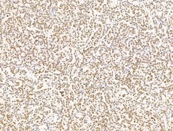 Invitrogen ILF1 Polyclonal Antibody 100 &mu;L; Unconjugated:Antibodies,