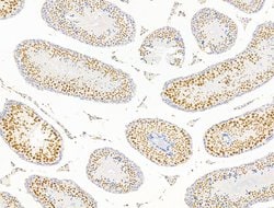 Invitrogen ILF1 Polyclonal Antibody 100 &mu;L; Unconjugated:Antibodies,