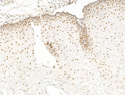 Invitrogen ILF1 Polyclonal Antibody 100 &mu;L; Unconjugated:Antibodies,