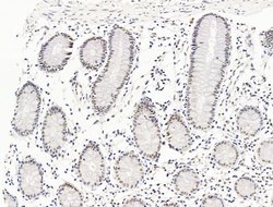 Invitrogen ILF1 Polyclonal Antibody 100 &mu;L; Unconjugated:Antibodies,