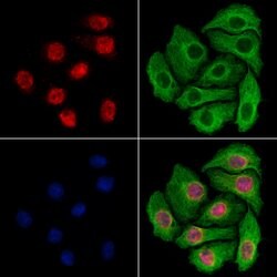 Invitrogen Importin 7 Polyclonal Antibody 100 &mu;L; Unconjugated:Antibodies,