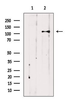 Invitrogen Importin 7 Polyclonal Antibody 100 &mu;L; Unconjugated:Antibodies,