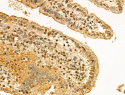 Invitrogen Importin beta-1 Polyclonal Antibody 100 &mu;L; Unconjugated:Antibodies,