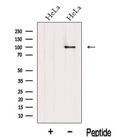 Invitrogen Importin beta-1 Polyclonal Antibody 100 &mu;L; Unconjugated:Antibodies,
