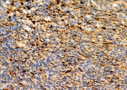 Invitrogen IFN alpha Polyclonal Antibody 100 &mu;L; Unconjugated:Antibodies,