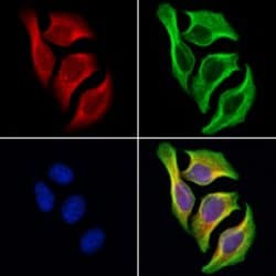 Invitrogen ITSN1 Polyclonal Antibody 100 &mu;L; Unconjugated:Antibodies,