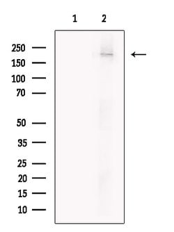 Invitrogen ITSN1 Polyclonal Antibody 100 &mu;L; Unconjugated:Antibodies,