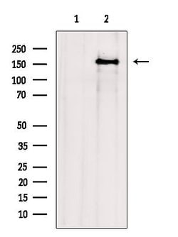 Invitrogen ITSN1 Polyclonal Antibody 100 &mu;L; Unconjugated:Antibodies,