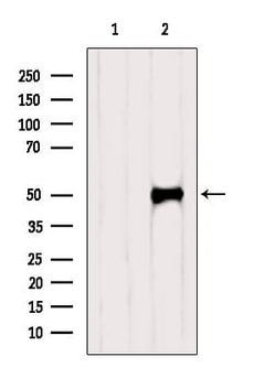 Invitrogen IRF1 Polyclonal Antibody 100 &mu;L; Unconjugated:Antibodies,