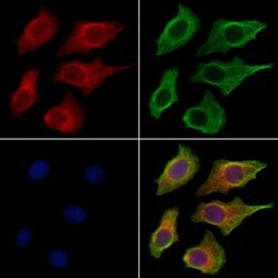 Invitrogen Kallikrein 9 Polyclonal Antibody 100 μL; Unconjugated:Antibodies,