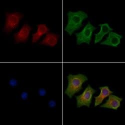 Invitrogen KVbeta2 (KCNAB2) Polyclonal Antibody 100 &mu;L; Unconjugated:Antibodies,
