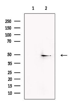 Invitrogen KCNK2 Polyclonal Antibody 100 &mu;L; Unconjugated:Antibodies,