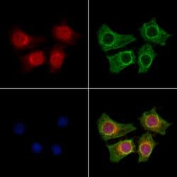 Invitrogen KCNK5 Polyclonal Antibody 100 &mu;L; Unconjugated:Antibodies,