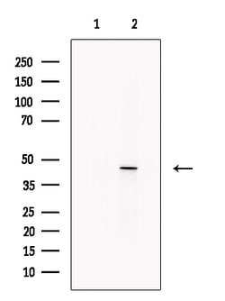 Invitrogen KCNK9 Polyclonal Antibody 100 &mu;L; Unconjugated:Antibodies,