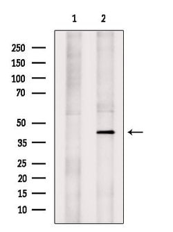 Invitrogen KCNK9 Polyclonal Antibody 100 &mu;L; Unconjugated:Antibodies,
