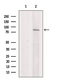 Invitrogen KCNN3 Polyclonal Antibody 100 &mu;L; Unconjugated:Antibodies,