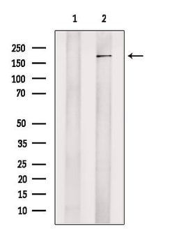 Invitrogen JMJD2C Polyclonal Antibody 100 &mu;L; Unconjugated:Antibodies,