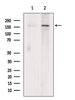 Invitrogen JARID1C Polyclonal Antibody 100 &mu;L; Unconjugated:Antibodies,