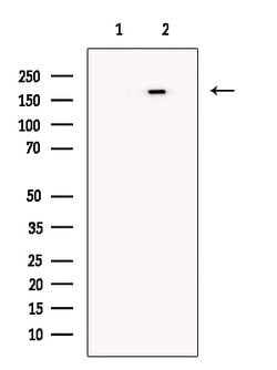 Invitrogen JARID1C Polyclonal Antibody 100 &mu;L; Unconjugated:Antibodies,