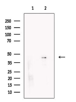 Invitrogen KIR2DL4 Polyclonal Antibody 100 &mu;L; Unconjugated:Antibodies,