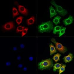 Invitrogen Varicella zoster Virus (strain Dumas) Polyclonal Antibody 100