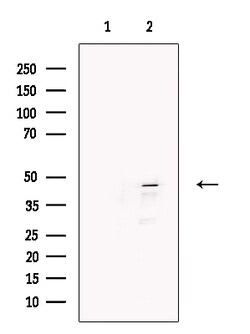 KLF15 Polyclonal Antibody, Invitrogen 100 &mu;L; Unconjugated:Antibodies,