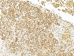 Invitrogen KLF2 Polyclonal Antibody 100 &mu;L; Unconjugated:Antibodies,