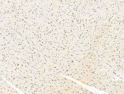 Invitrogen KLF2 Polyclonal Antibody 100 &mu;L; Unconjugated:Antibodies,