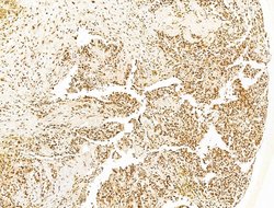 Invitrogen KLF2 Polyclonal Antibody 100 &mu;L; Unconjugated:Antibodies,