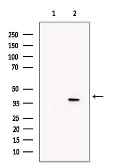 Invitrogen KLF2 Polyclonal Antibody 100 &mu;L; Unconjugated:Antibodies,