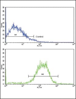 Invitrogen E-cadherin Polyclonal Antibody 400 &mu;L; Unconjugated:Antibodies,