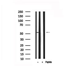 Invitrogen KLF5 Polyclonal Antibody 100 &mu;L; Unconjugated:Antibodies,